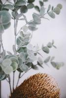 decoración de plantas de eucalipto