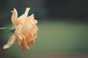 Pink rose flower photo