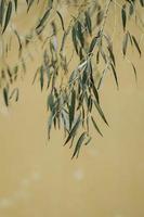 Eucalyptus leaf over river photo