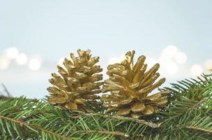 Gold pinecones on pine photo