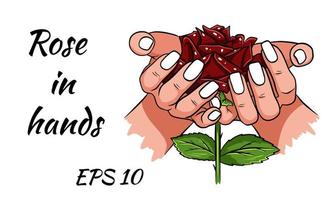 Red rose in female hands. vector