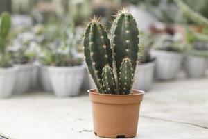 pequeño cactus en una maceta foto