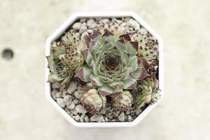 Top views of succulent photo