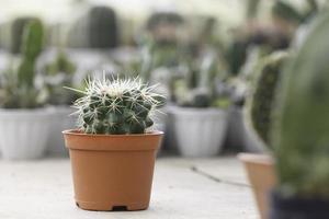 Cactus in a terracotta pot photo