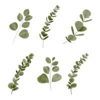 conjunto de ilustración de hoja de eucalipto acuarela vector