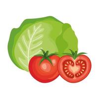 fresh tomatoes with lettuce vegetables vector