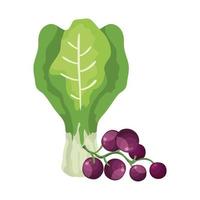 fresh grapes with chard vegetables isolated icon vector