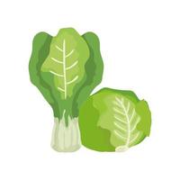 Lechuga fresca con acelgas icono aislado de verduras vector