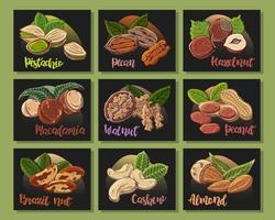 Vector colorful illustrations on the nutrition theme set of different kinds of nuts. Stickers for your design.