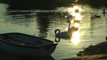 Swan and Ducks in Lake