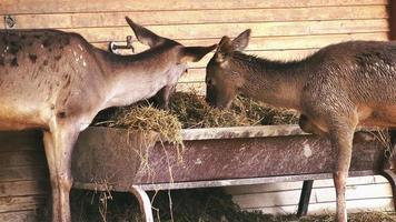 Deer in a Barn video