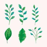 Isolated leaves set vector design