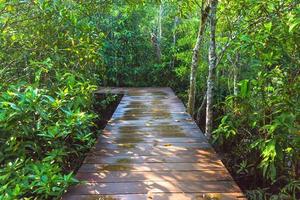 Wooden walkway in forest photo