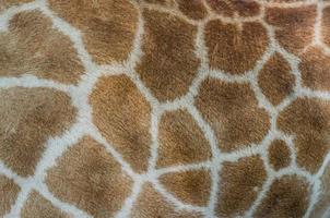 Giraffe fur pattern photo