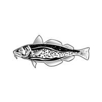 Atlantic Cod Gadus Morhua or Codling Side View vector