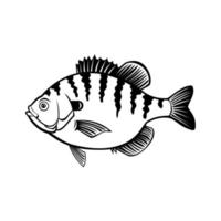 Bluegill Bream Brim Sunny or Copper Nose Fish Side View vector