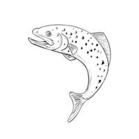 Spotted Trout Jumping Up Drawing Black and White vector