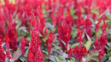 celosia roja floreciendo video