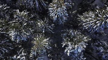 Aerial Top-Down View of Snowy Trees in 4 K video