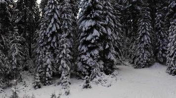 flyger upp och bakåt från snöiga träd i 4k video