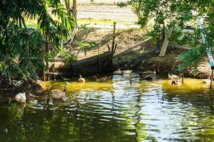 Group of ducks swimming in a marsh photo