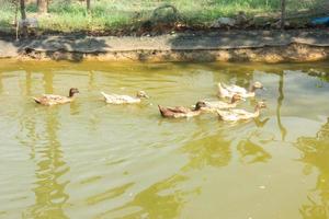 Group of ducks swimming in a marsh photo