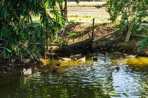 grupo de patos nadando en un pantano foto