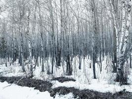 árboles desnudos en el invierno
