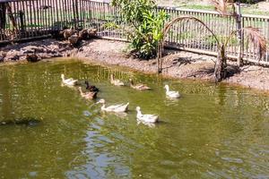 Group of ducks swimming in a marsh photo