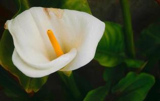 Calla lily in garden photo