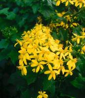 Yellow flower bush photo