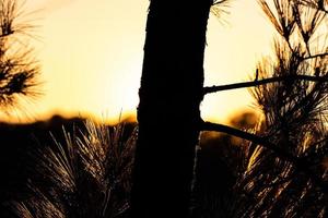 Silhouette of a tree photo