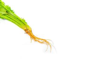 Fresh coriander root photo