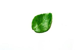 Kaffir lime leaves photo