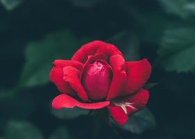 Rose in dark garden photo