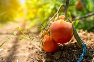 Ripe red tomatoes photo