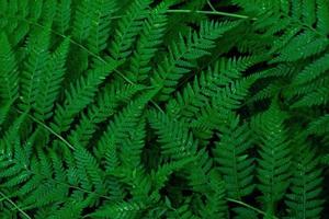 Forest of Ferns Ferns photo