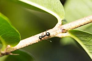 hormiga negra en una rama foto
