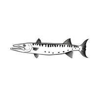 barracuda o sphyraena barracuda lado de natación retro en blanco y negro vector