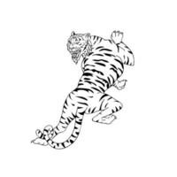 Bengal Tiger Stalking Drawing vector