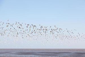 Seagulls in the sky photo