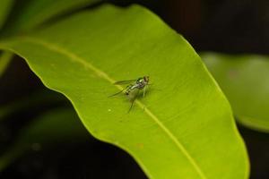 Small insect on a leaf photo