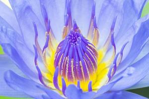 Blue lotus blooming photo