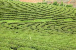 Tea farm in Thailand photo