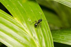 Black ant on a leaf photo