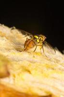 Small insect close-up photo