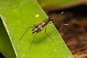 Small insect close-up photo