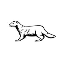 European Mink Russian Mink or Eurasian Mink Retro Black and White vector