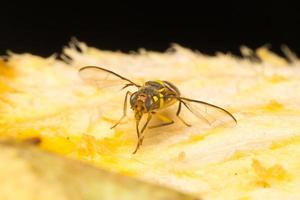 pequeño insecto en una hoja foto