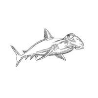 Great Hammerhead Sphyrna Mokarran the Largest Species of Hammerhead Shark Etching Black and White Style vector